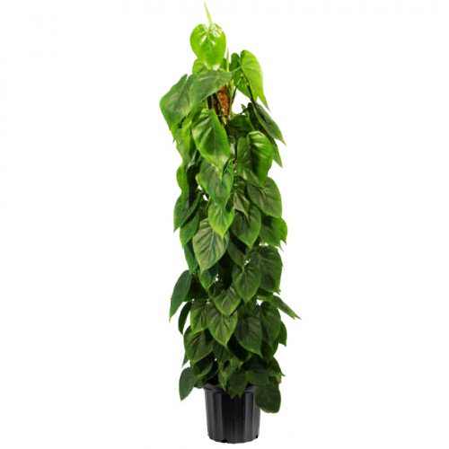 Tall climbing philodendron in a black nursery pot with glossy heart shaped leaves