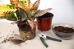 Plant roots and soil handled out of the pot during repotting