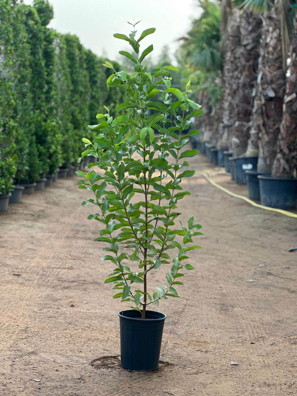 A guava sapling with green leaves in a dark nursery pot