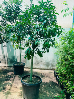 Potted Spanish lemon tree with green leaves in a dark plastic grow pot