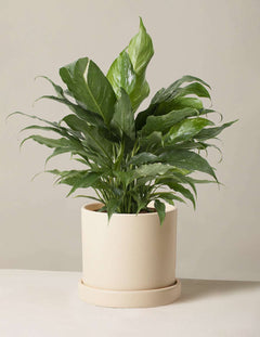 Peace lily Domino plant in a cream colored pot