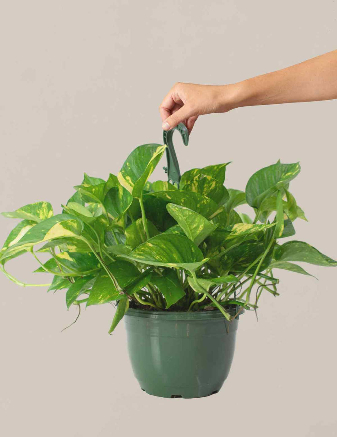 Golden pothos plant with glossy green leaves in a green plastic pot