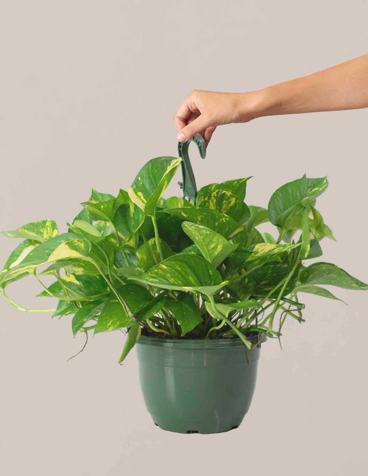 Golden pothos with glossy green leaves in a green plastic pot
