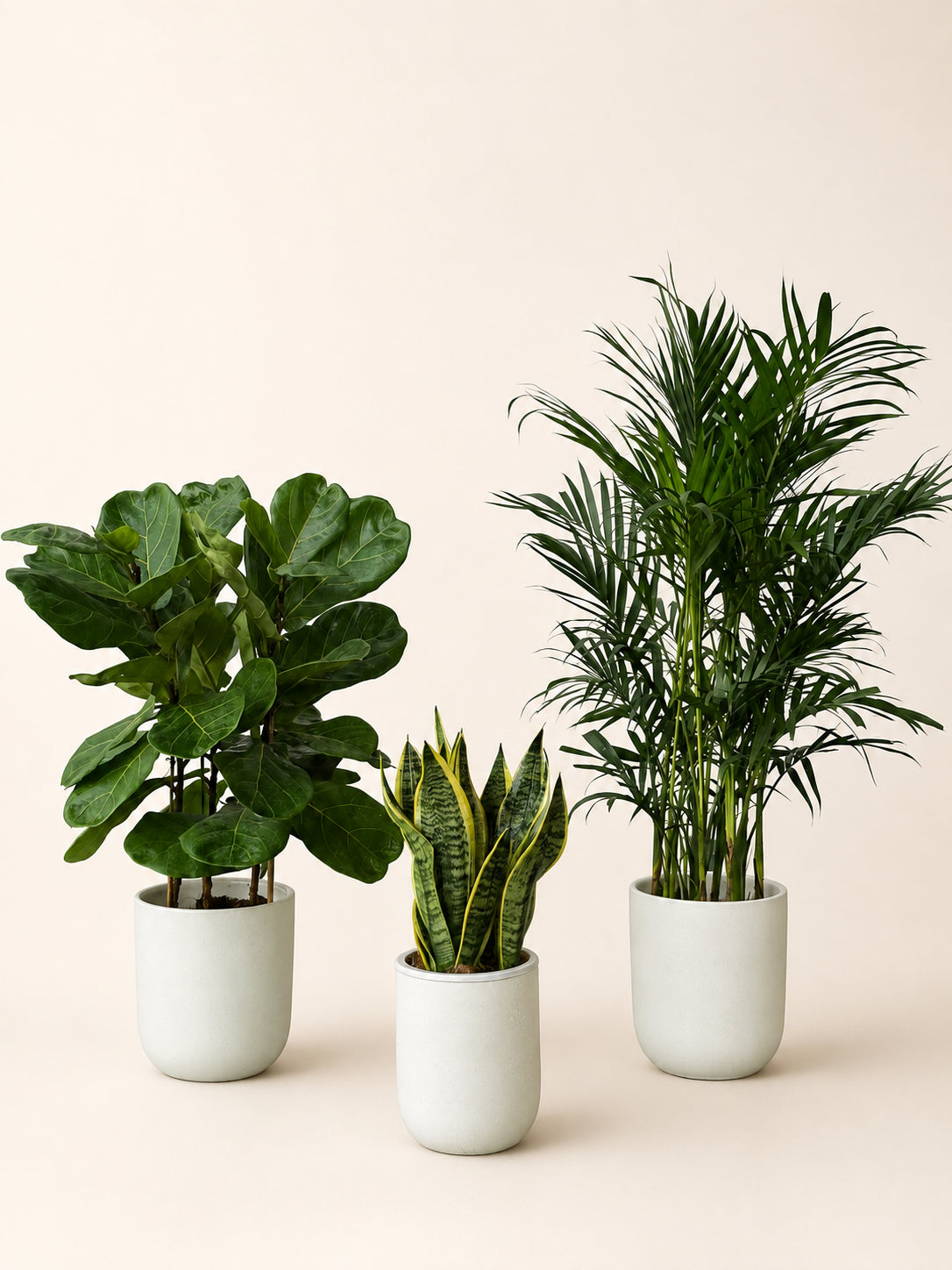 Indoor plant bundle with three green plants in white ceramic pots