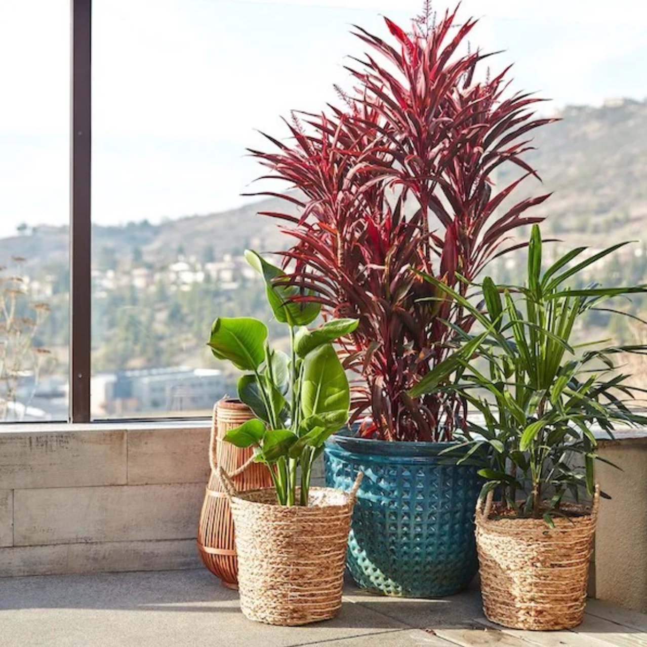 Outdoor Plants