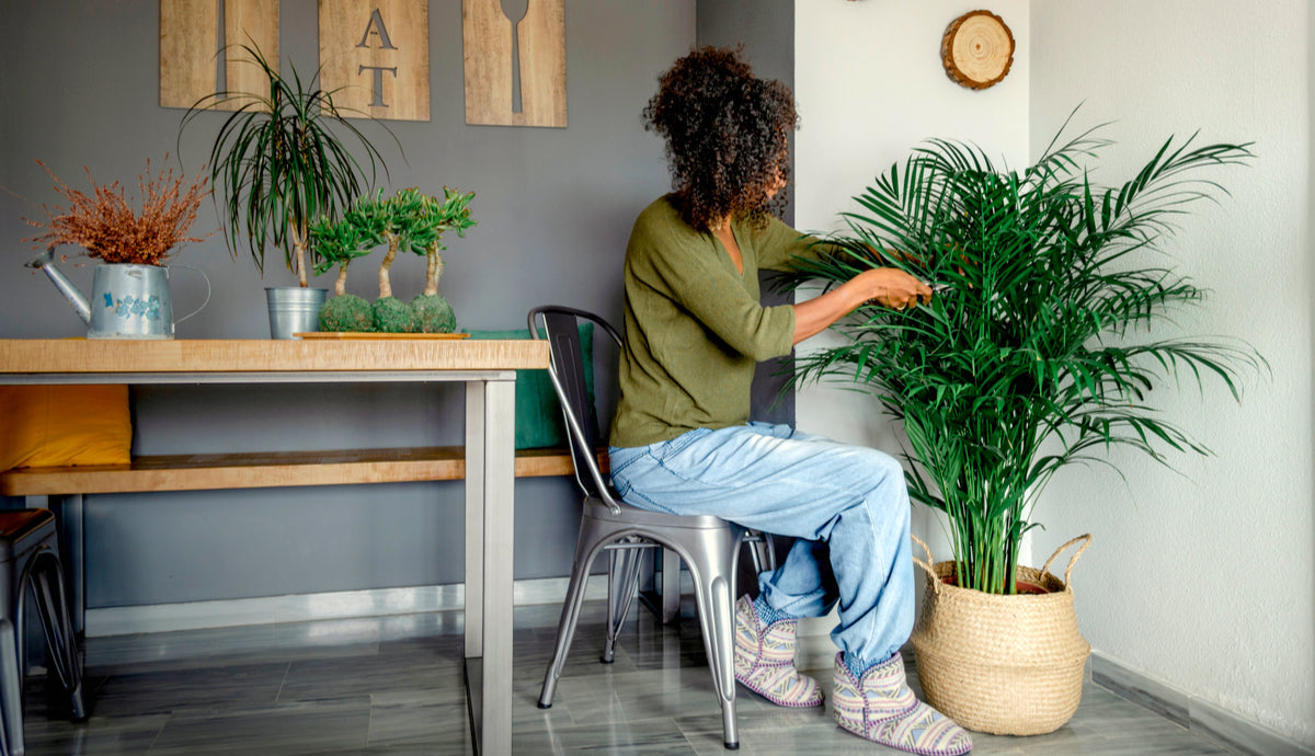 Plant Bundles