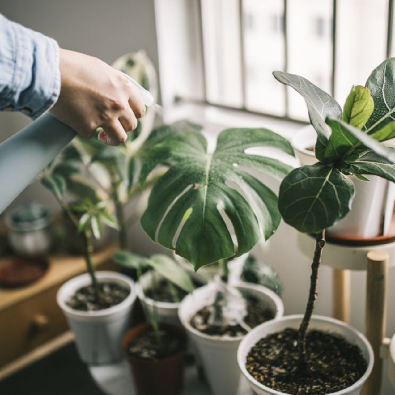 Indoor Plants
