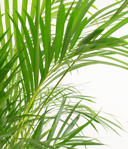 Air Purifying Plants