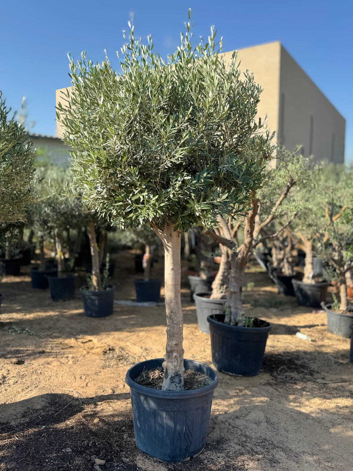 Natural Olive Trees