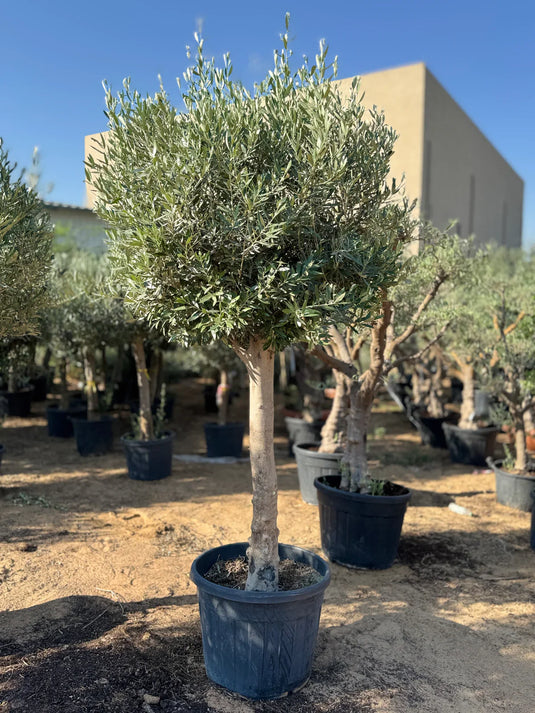 Natural Olive Trees