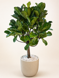 Large fiddle leaf fig in beige fiber clay pot, green broad leaves on branching stem