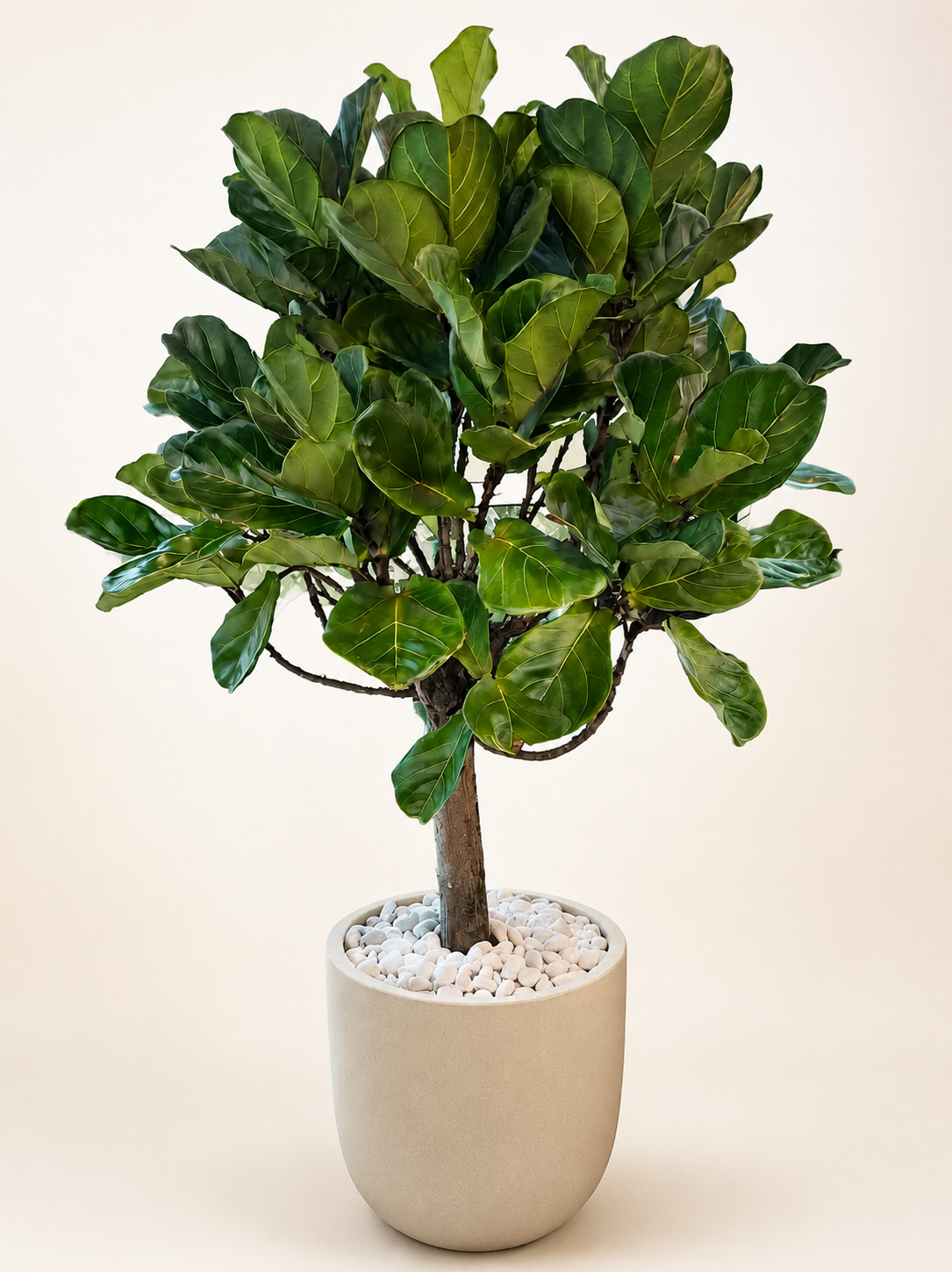 Large fiddle leaf fig in beige fiber clay pot, green broad leaves on branching stem