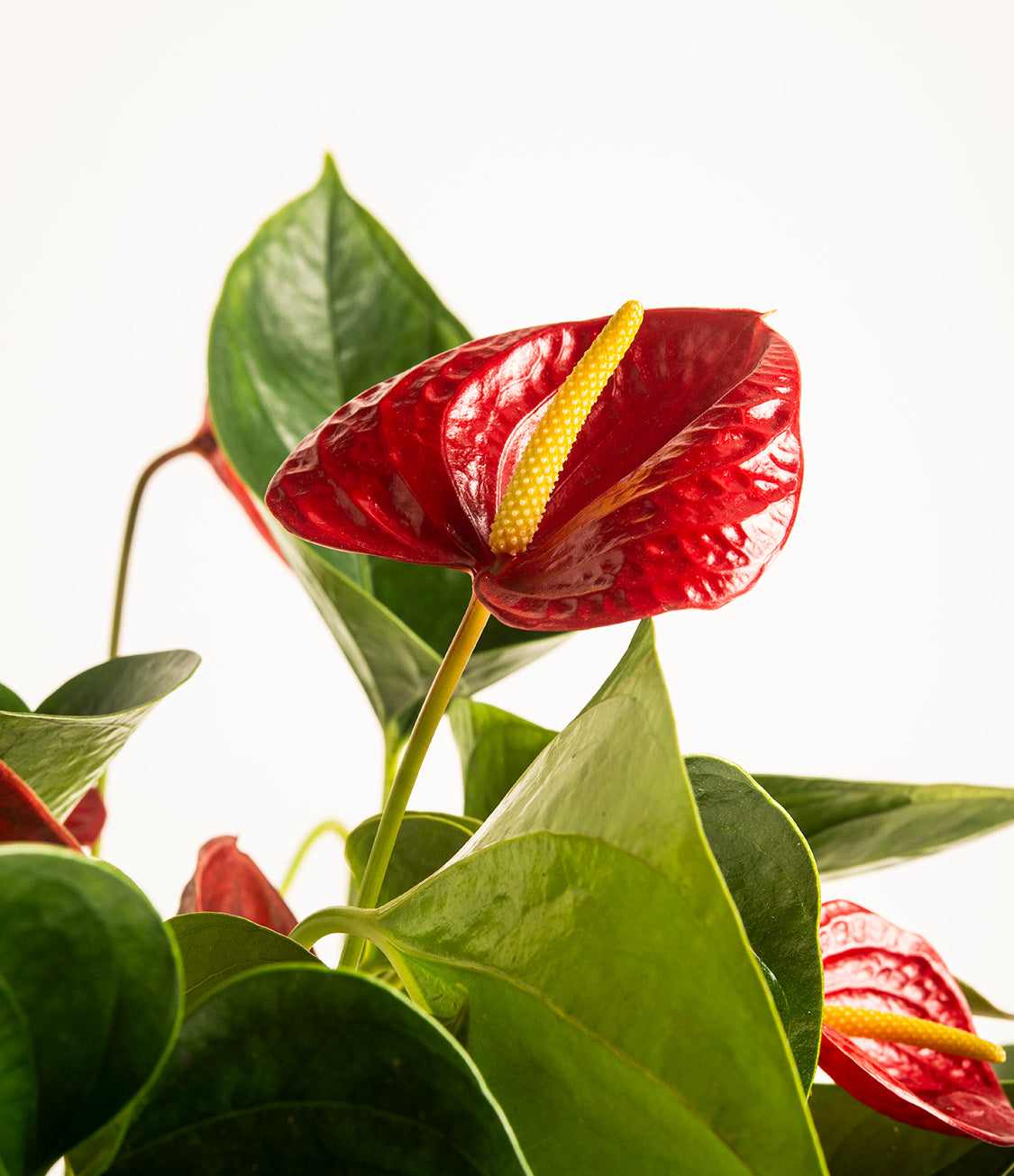 Close-up red anthurium flower with yellow spadix and glossy green leaves