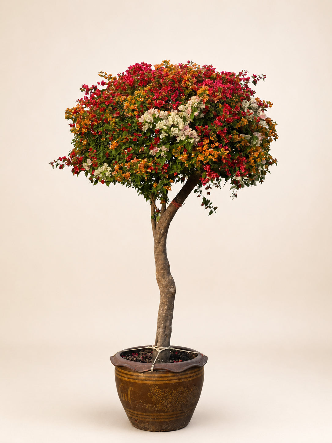 Giant bougainvillea head tree in a terracotta pot with multicolor blooms