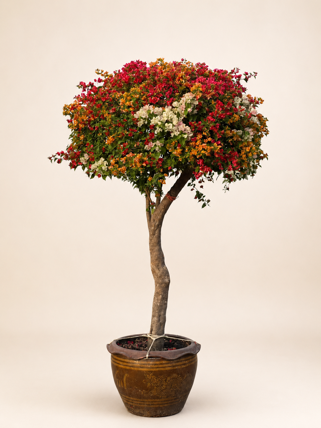 Giant bougainvillea head tree in a terracotta pot with multicolor blooms