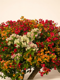 Giant bougainvillea head foliage with red, pink, orange, and cream flowers