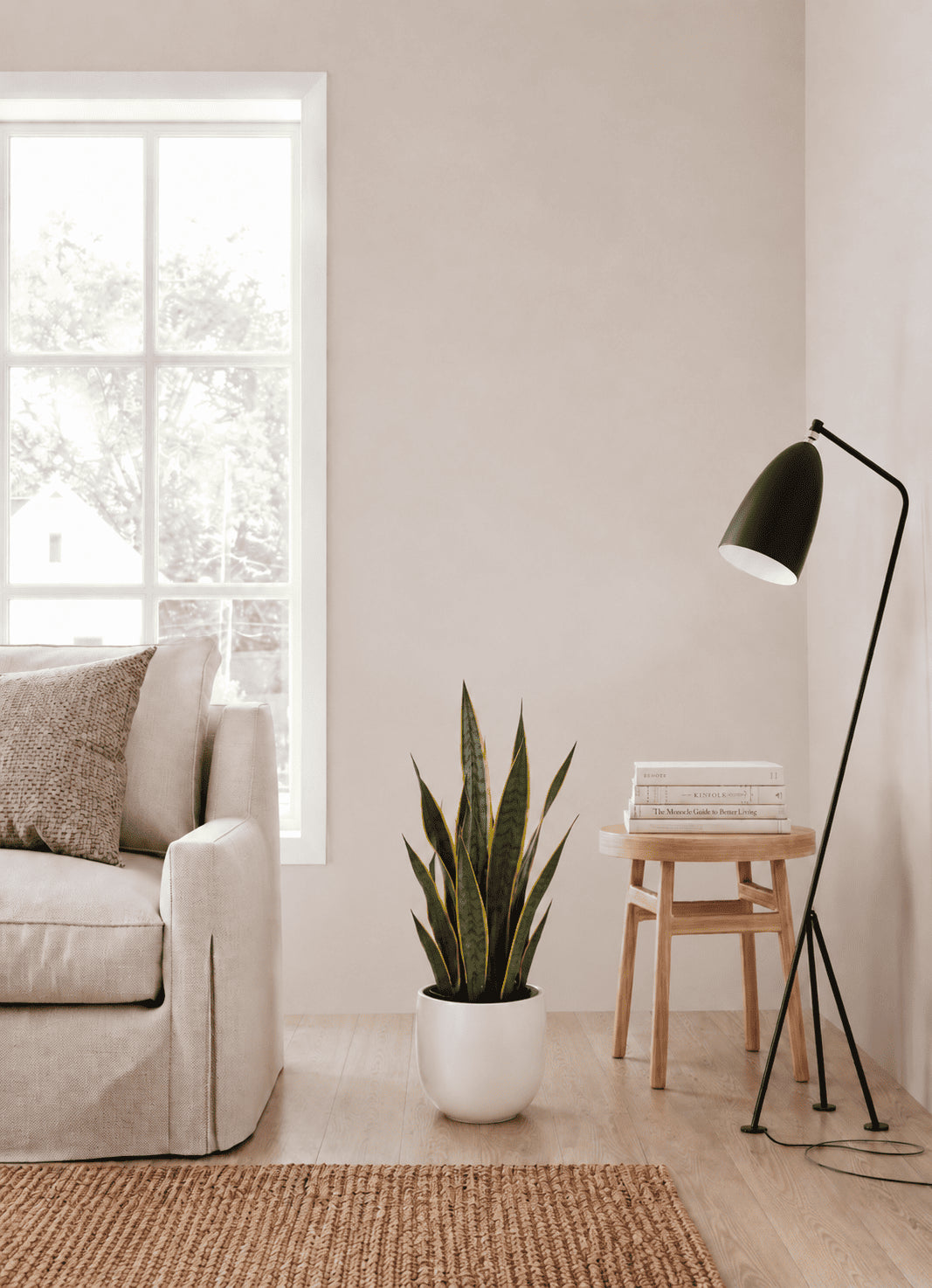 Snake plant in white pot with shorter upright striped leaves