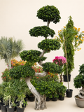 S-shaped ficus bonsai tree with dense green leaves in a black pot