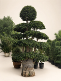 Giant ficus bonsai tree in terracotta pot with textured exposed roots