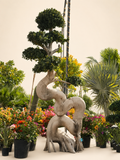 Giant Ficus Dragon Bonsai Tree - Mature Sculpted Landscape Tree Default Title