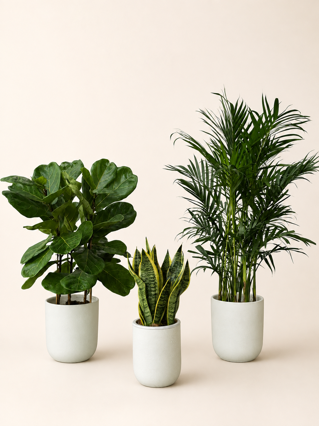Indoor plant bundle with three green plants in white ceramic pots