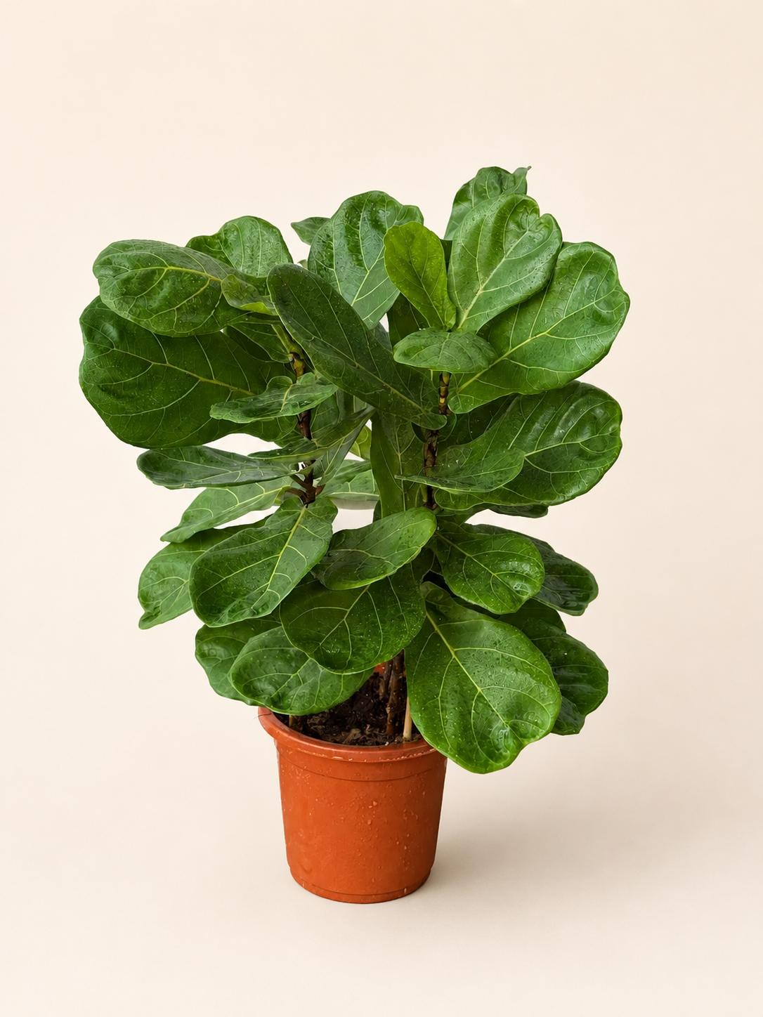 Fiddle leaf fig plant with large green leaves in a terracotta ceramic pot