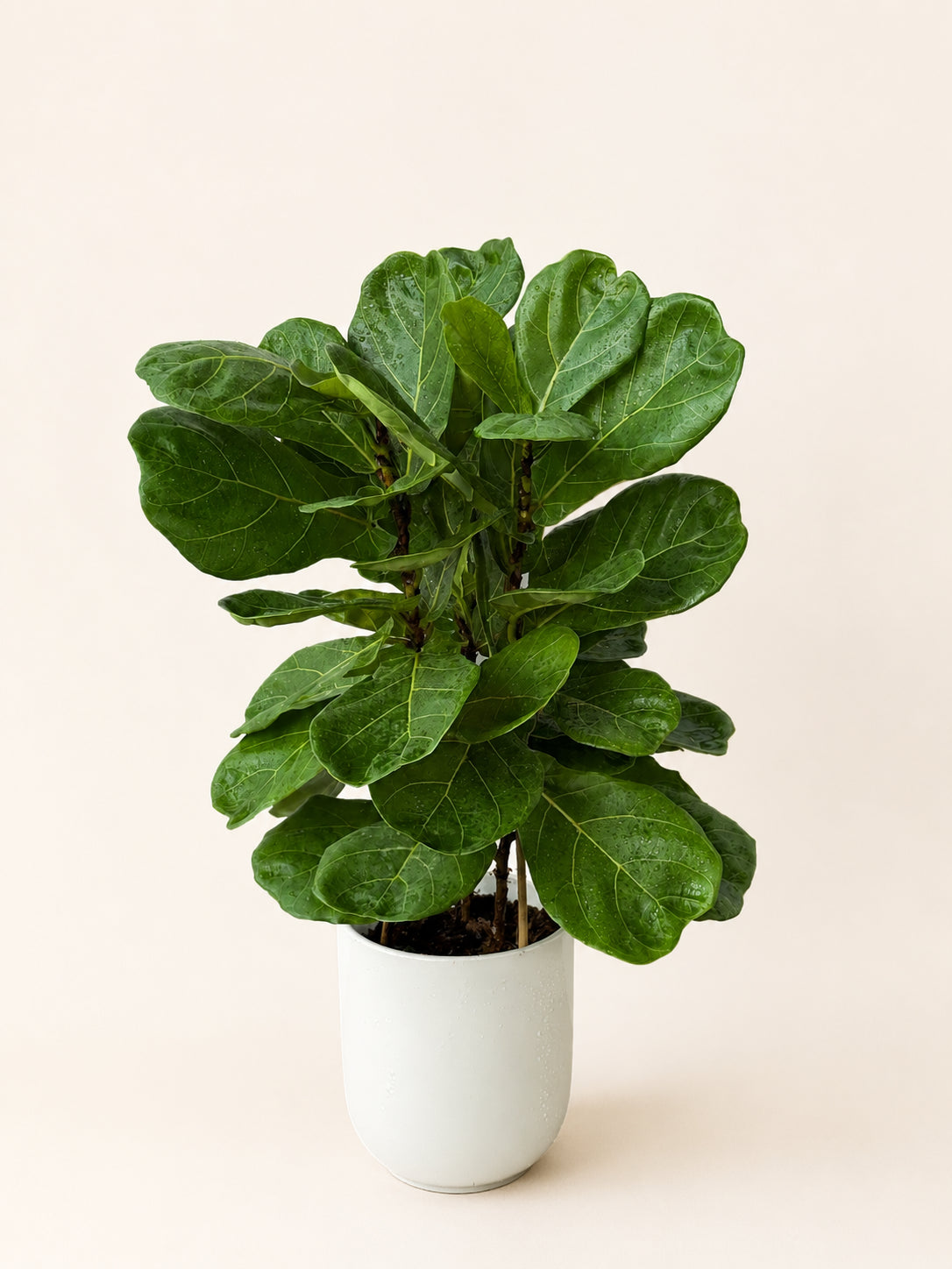 Fiddle leaf fig plant with large green leaves in a white ceramic pot