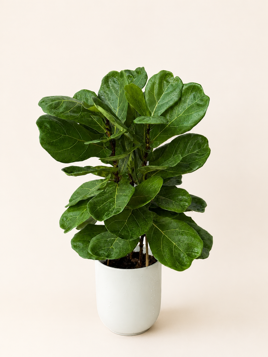 Fiddle leaf fig plant with large green leaves in a white ceramic pot