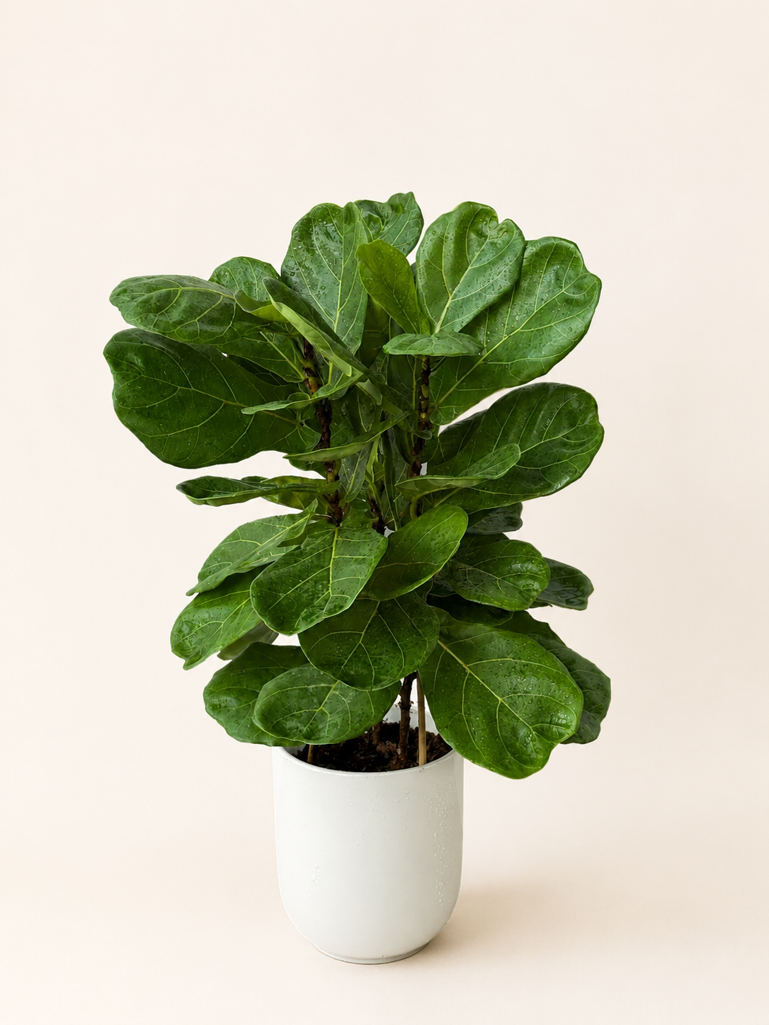 Fiddle leaf fig plant with large green leaves in a white ceramic pot