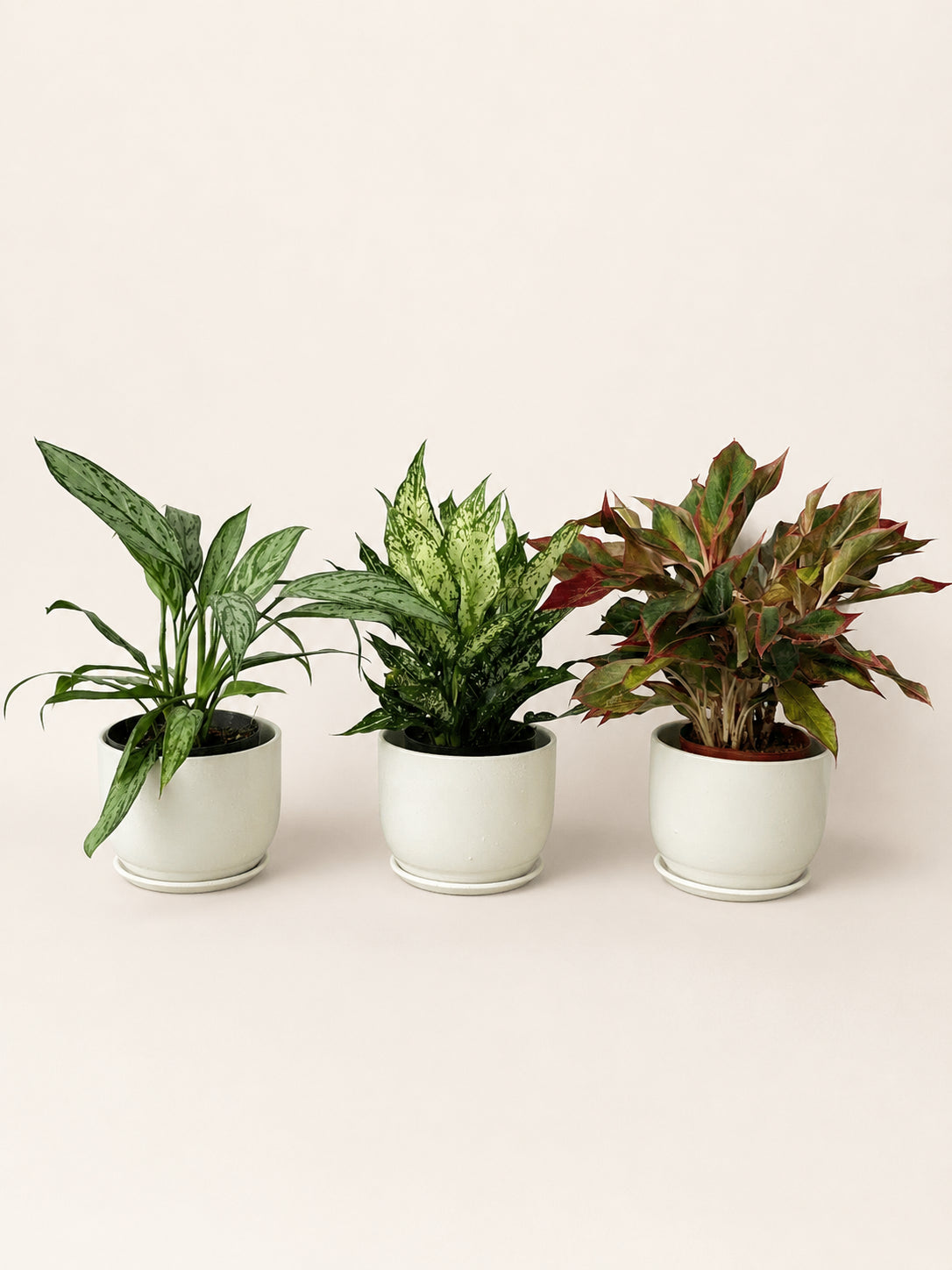 Aglaonema plant bundle with three green and burgundy plants in white pots