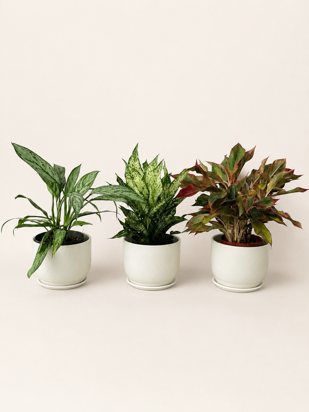 Aglaonema plant bundle with three green and burgundy plants in white pots