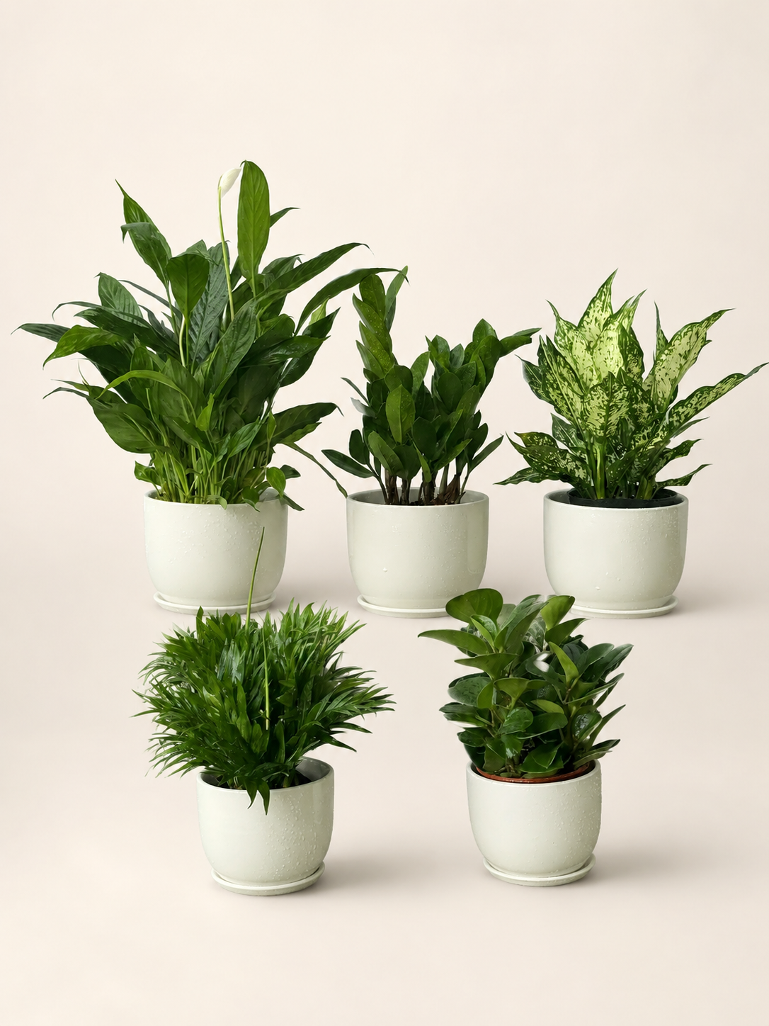 Office desk plant bundle set of 5 small potted green leafy plants in white pots
