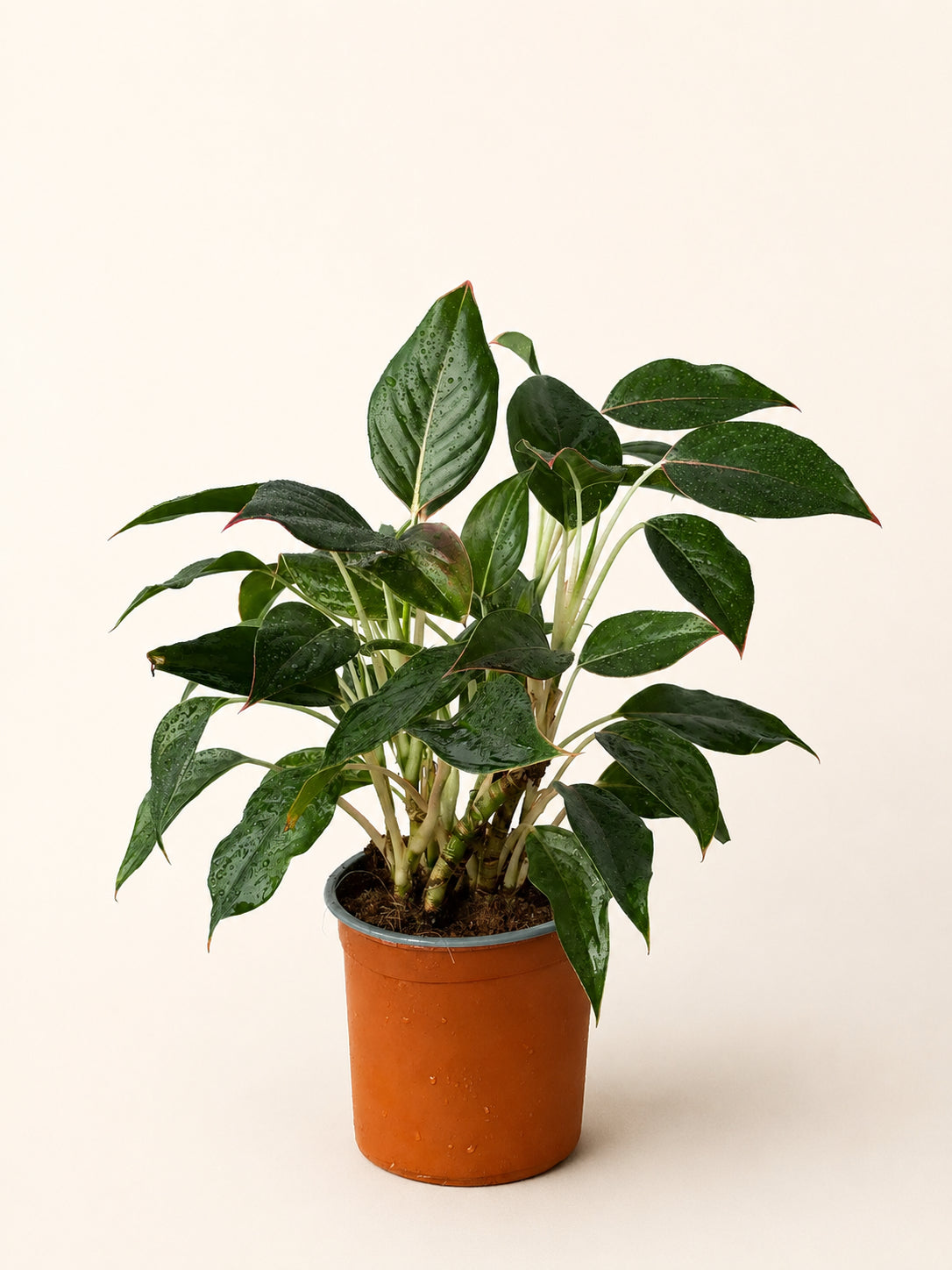 Green aglaonema houseplant in terracotta pot with broad glossy green leaves