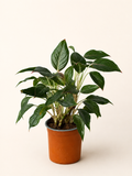 Green aglaonema houseplant in terracotta pot with broad glossy green leaves