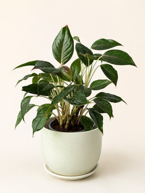 Green aglaonema houseplant in white pot with glossy dark green leaves