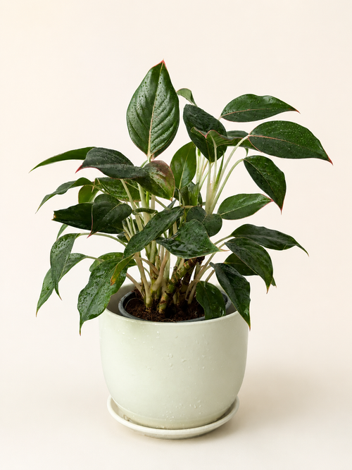Green aglaonema houseplant in white pot with glossy dark green leaves