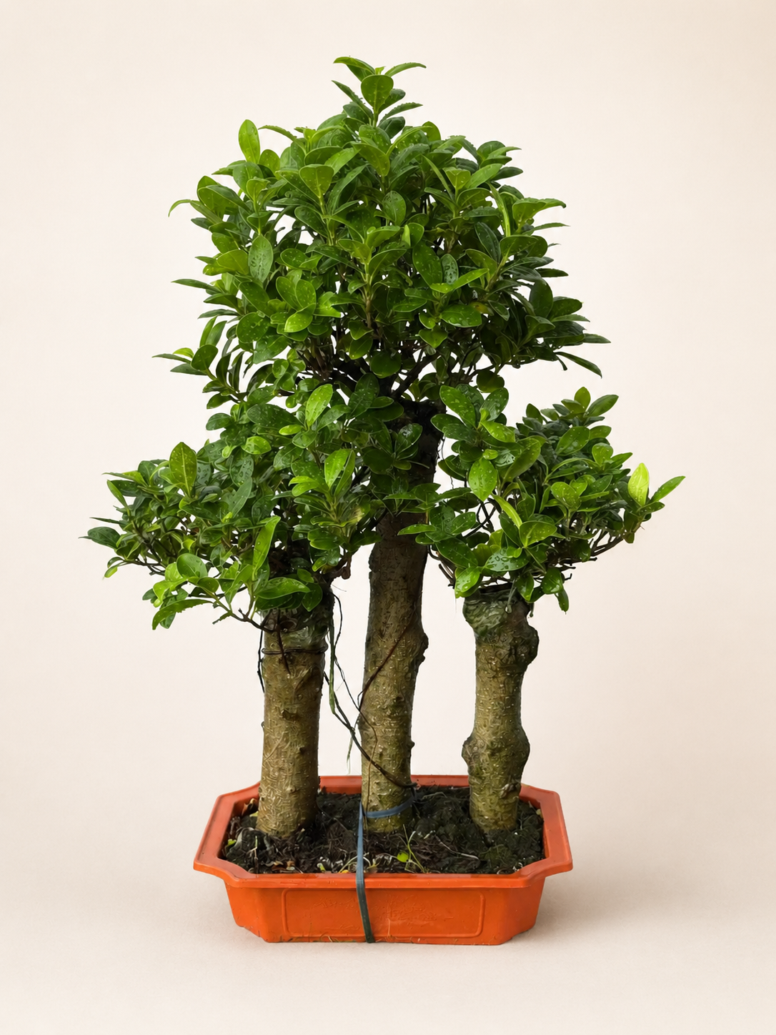 Ficus bonsai with three trunks, green leaves, in an orange rectangular planter.