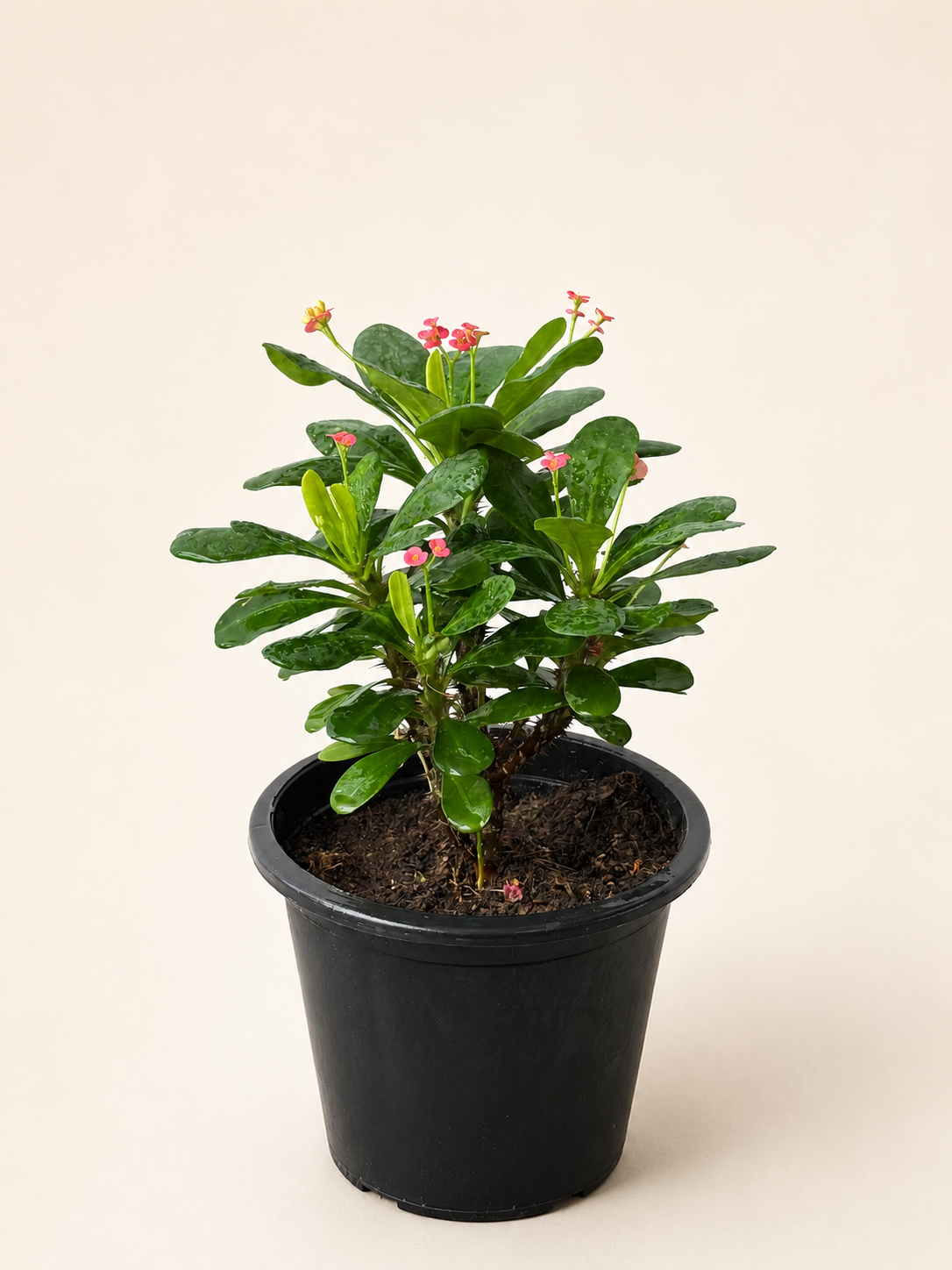 Potted Euphorbia plant with green leaves and small pink flowers in a black pot