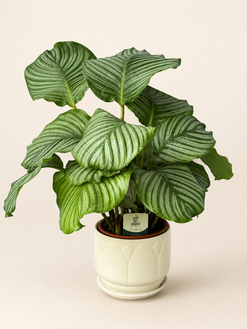 Green Calathea orbifolia plant in white ceramic pot with striped leaves