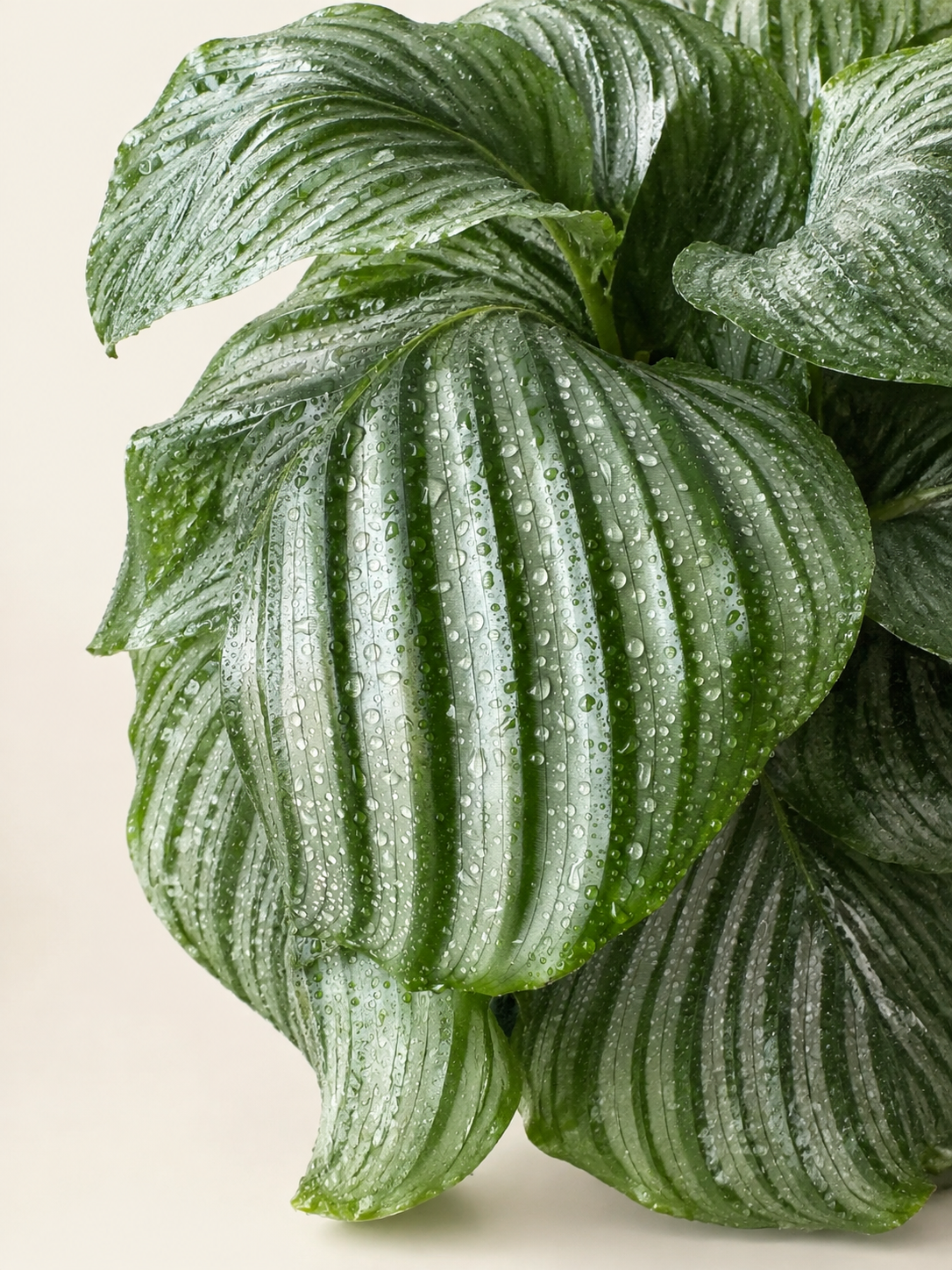 Close-up of green Calathea leaves with dark stripes and water droplets