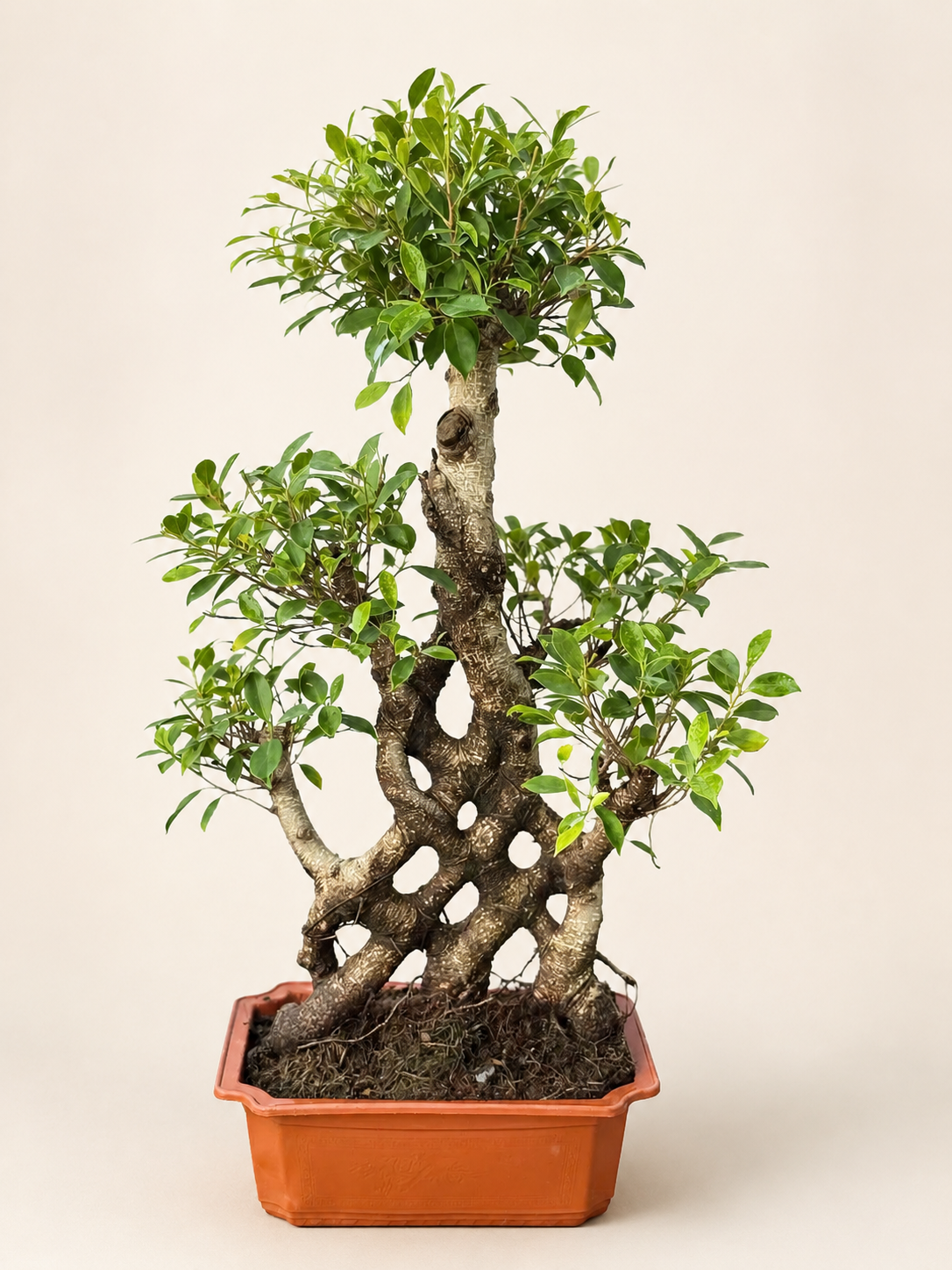 Bonsai tree with curved trunk, leafy green canopy, in terracotta rectangular pot