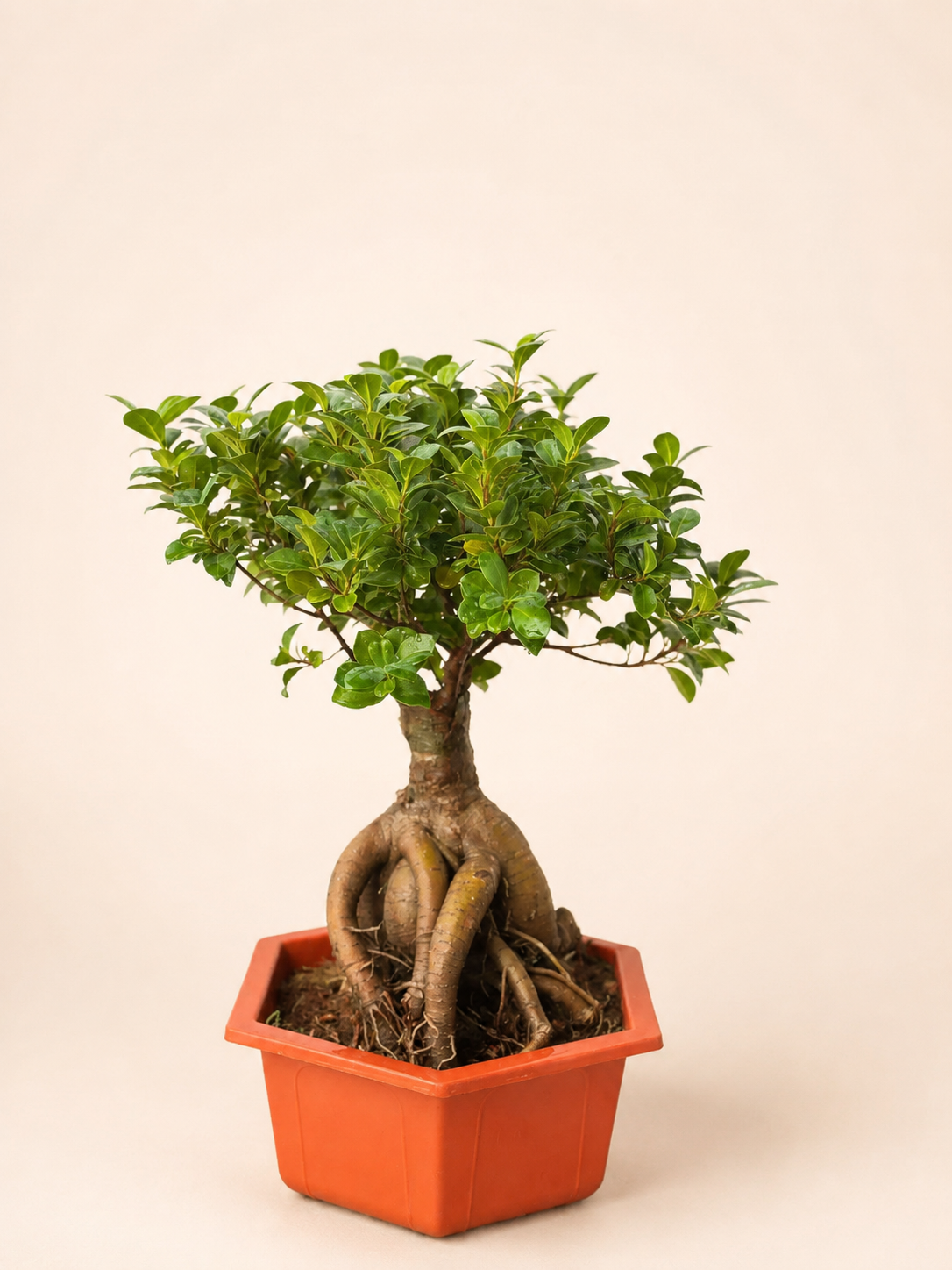 Ficus ginseng bonsai tree with knobby roots and green leaves in orange square pot