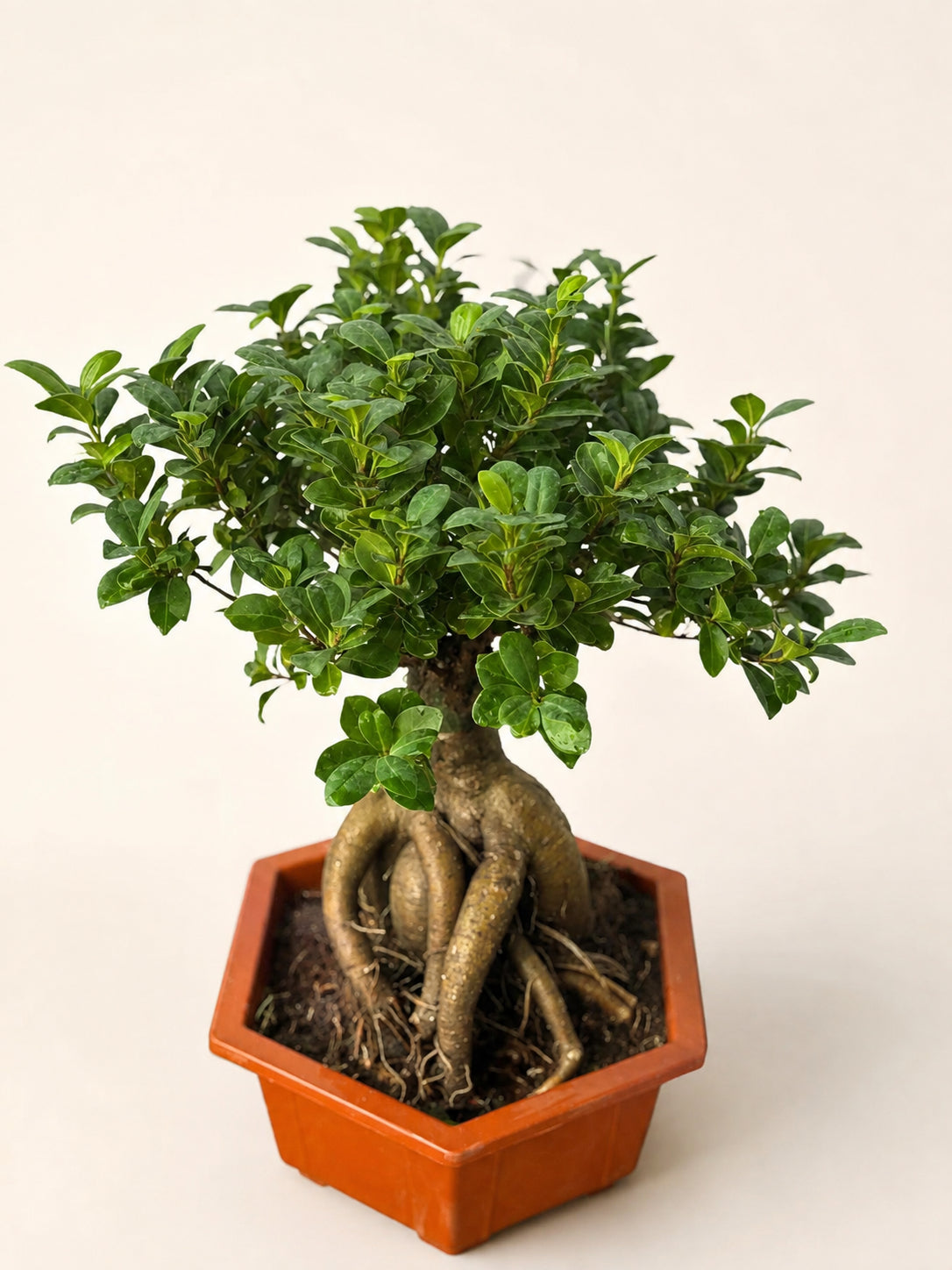 Ficus ginseng bonsai tree, dense green canopy, thick roots in orange square planter