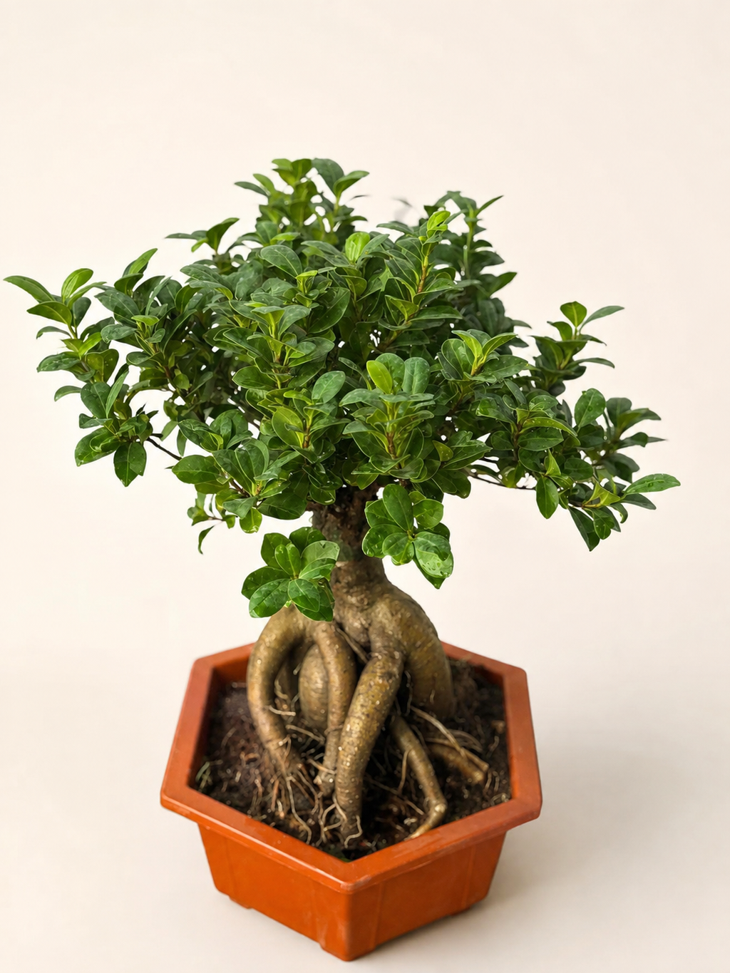 Ficus ginseng bonsai tree, dense green canopy, thick roots in orange square planter