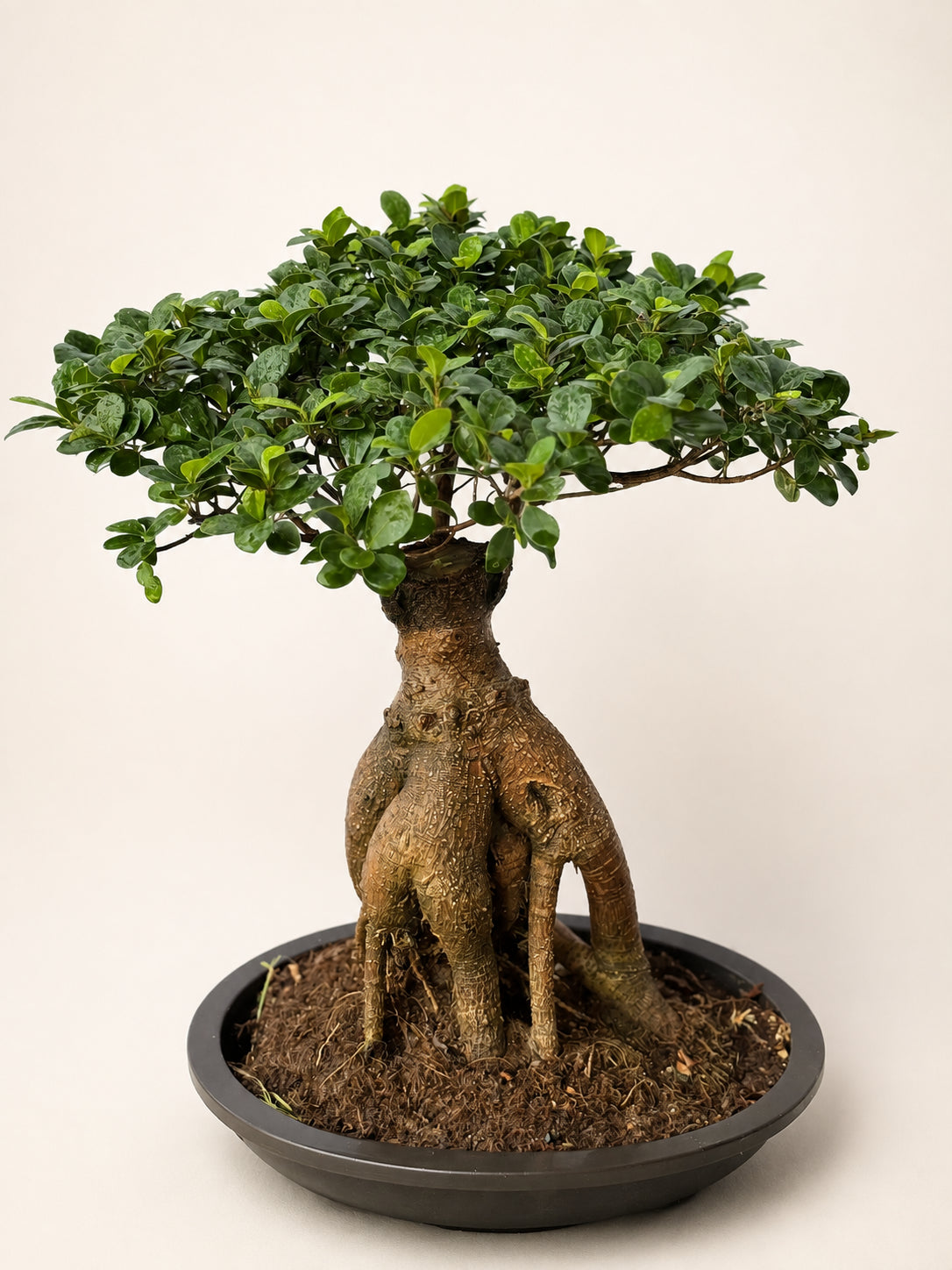 Ficus ginseng bonsai tree with wide green canopy, knotted trunk roots, in round black pot