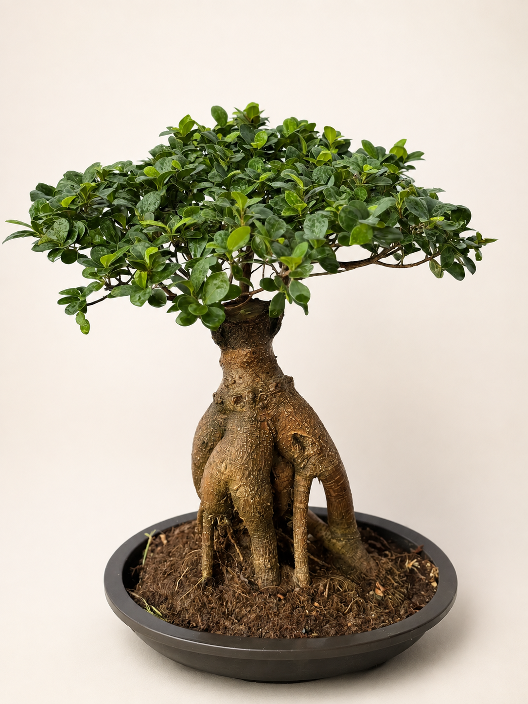 Ficus ginseng bonsai tree with wide green canopy, knotted trunk roots, in round black pot
