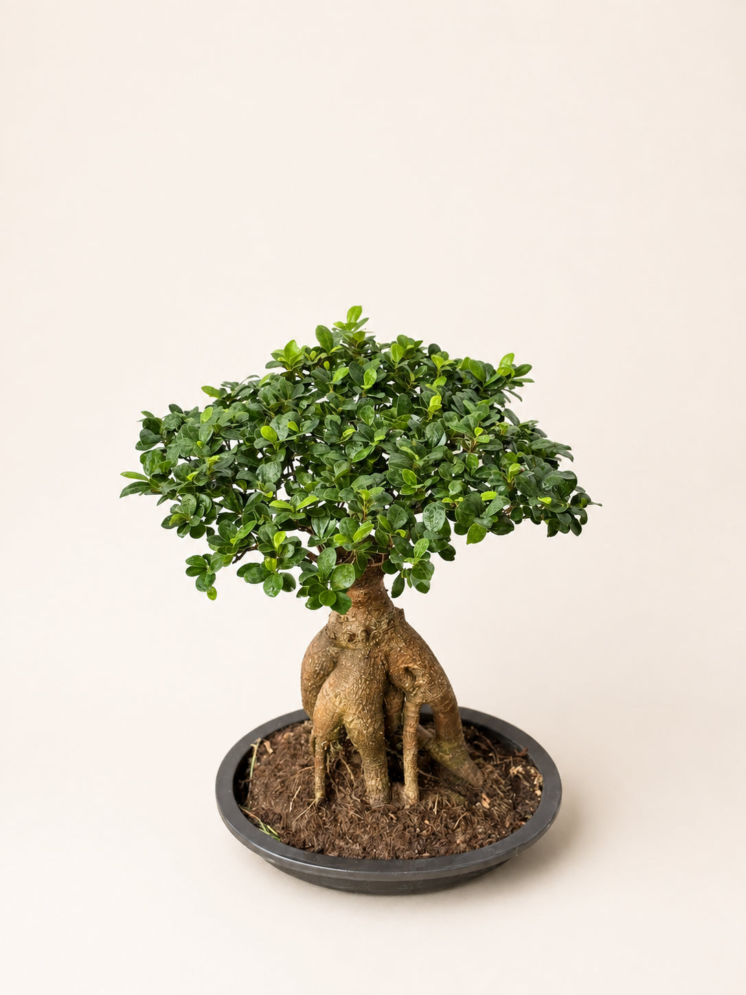 Ficus ginseng bonsai tree with dense green leaves, textured trunk, in dark round pot