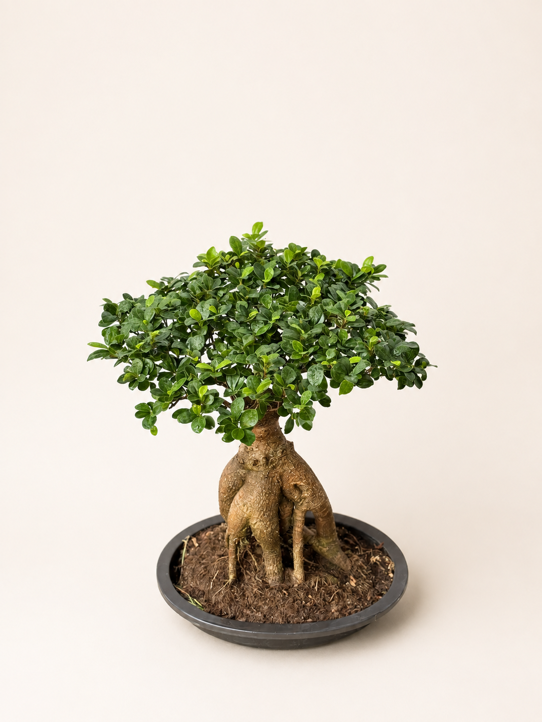 Ficus ginseng bonsai tree with dense green leaves, textured trunk, in dark round pot