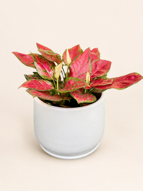 Aglaonema plant with red-and-green variegated leaves in a white ceramic pot