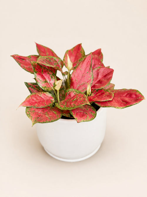 Aglaonema plant with bright red variegated leaves in a white ceramic pot, wider view